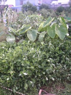 落花生とサトイモの葉が生い茂ってきた