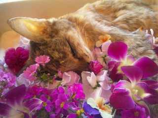 花に囲まれて眠るメイ