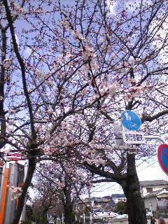 毎年一番先に咲く桜の木