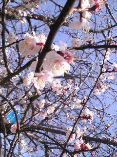 一番先に咲いた元気な桜ちゃん