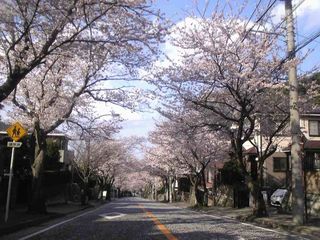 家の近くの桜並木