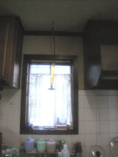 20100416haetori2.jpg