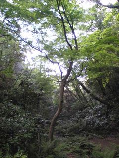 森の中に一人紛れ込んだような気分