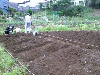 いよいよ苗を植え始める