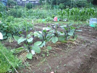 茄子の苗は一応順調みたい…