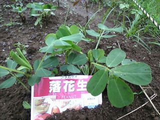 落花生の葉が出てきました