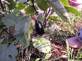 食べられるくらいの茄子を発見!