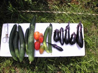 今日の収穫!3日前と同じ?