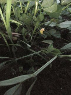 落花生に黄色い花が咲いています