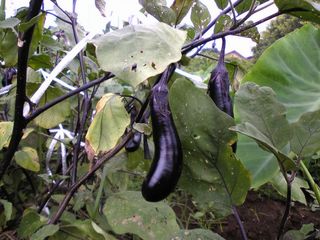 茄子はすぐ大きくなってくれる
