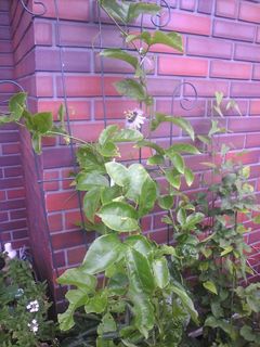 時計草が我が家に植えてあるなんて知らんかった〜;;