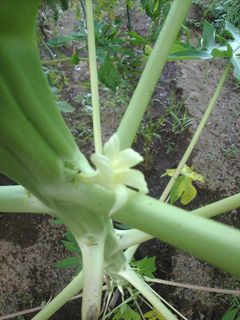 パパイヤに咲いた白い花