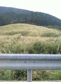 仙石原のすすき草原