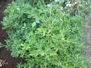 収穫前の落花生。葉っぱが生茂っていました。