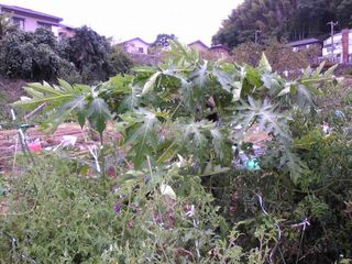 伸びる一方のパパイヤと、もしゃもしゃトマト。