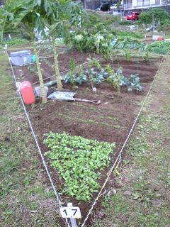 すっかり様変わりした我が農園