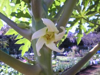 パパイヤの花。中が膨らんできたような・・・