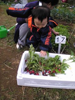 下のチビ孫。これが今日の収穫だよ!